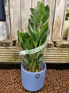 Zamioculcas Zamiifolia 12cm Pot Size